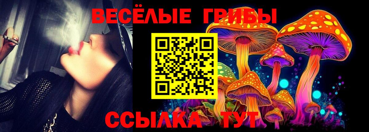 Псилоцибиновые грибы Psilocybe Назрань